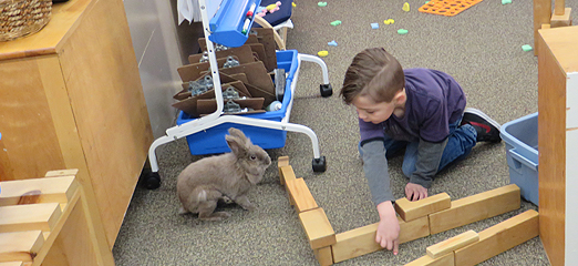 A boy building with blocks greets the class bunny who has hopped over for a visit.