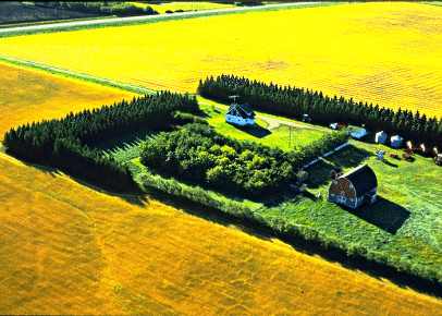 Shelterbelt around farmyard